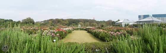 京成バラ園