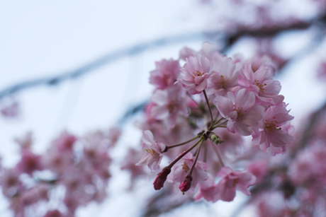 千鳥ヶ淵の夜桜