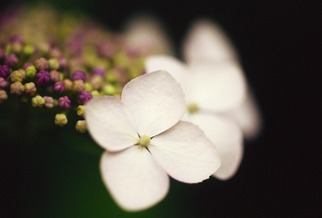 鎌倉の紫陽花