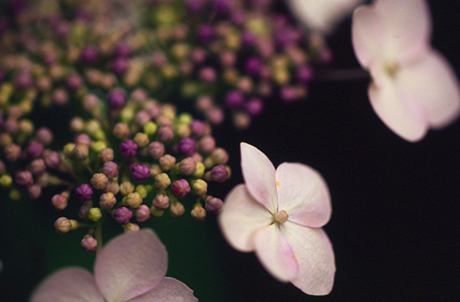 鎌倉の紫陽花。