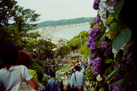 鎌倉の紫陽花。