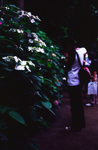 鎌倉の紫陽花。
