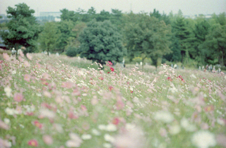 コスモスの丘公園