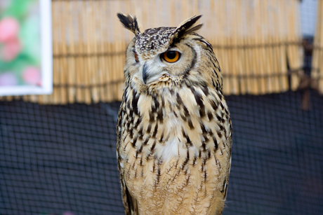 掛川花鳥園