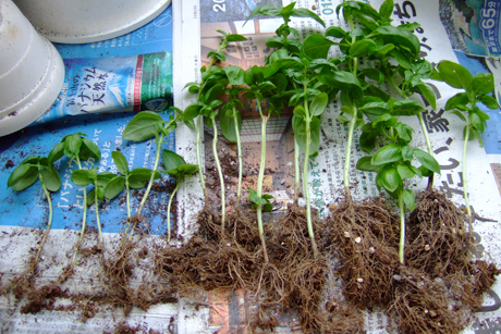 バジルの植え替えと苗の鉢上げ。