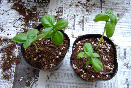 バジルの植え替えと苗の鉢上げ