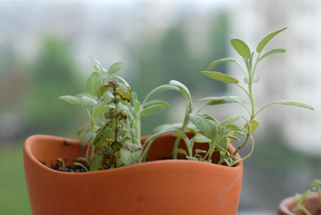 ベランダガーデン成長記録：コモンセージとレモンバームの寄植え