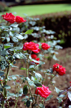 新宿御苑のバラ：紅