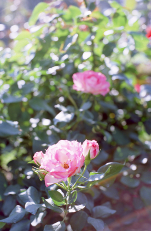 新宿御苑のバラ：ストロベリー アイス
