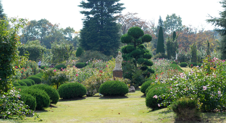 裏磐梯旅行：双葉ばら園