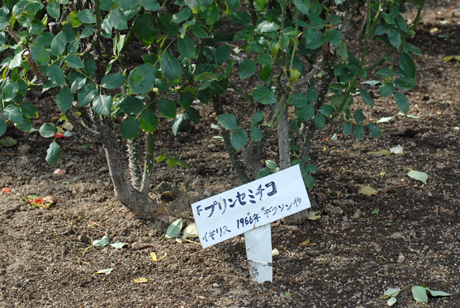 裏磐梯旅行：双葉ばら園