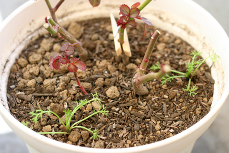 カコミールをカノンと寄せ植え。