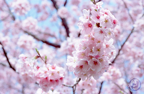 新宿御苑の桜