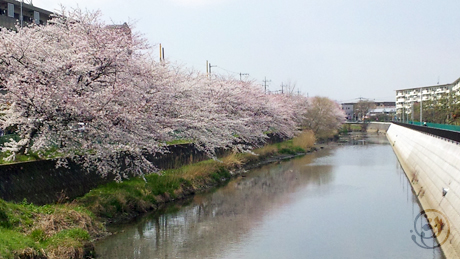 お気に入りの桜