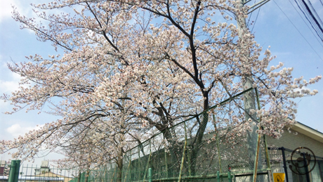 お気に入りの桜