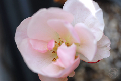 実生バラ1-1　一番花の開花