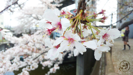 浦安でお花見