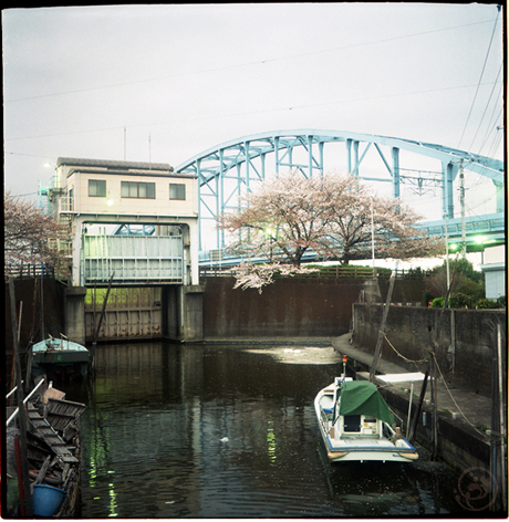 浦安でお花見