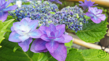 鎌倉 紫陽花めぐり - かまくら