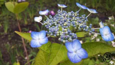 鎌倉 紫陽花めぐり　-　宇佐美