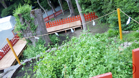 鶴岡八幡宮の銀杏