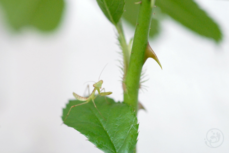 ベランダガーデンのカマキリさん