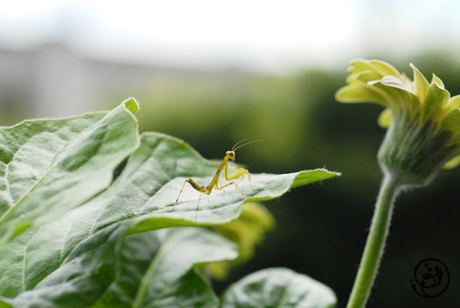 カマキリさん、大きくなってきました・・・