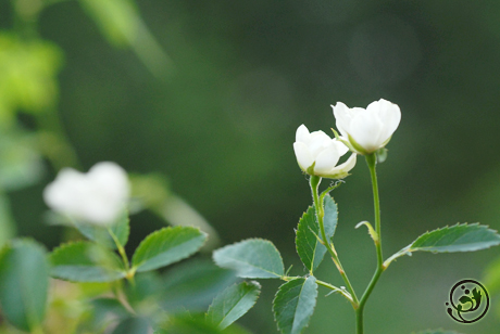 実生バラ7-2の花色が変化した！