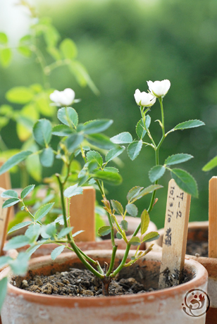 実生バラ7-2の花色が変化。