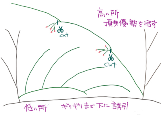 図解：ツルバラの誘引