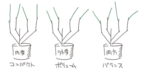 図解：内芽、外芽は、求める樹形に合わせて