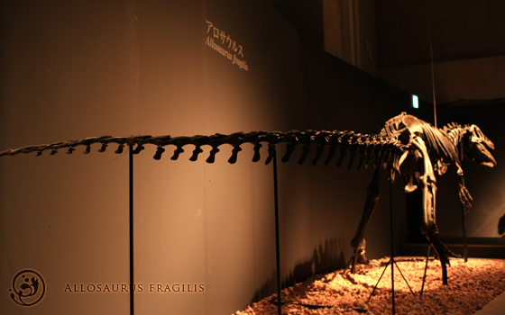 恐竜博　アロサウルス