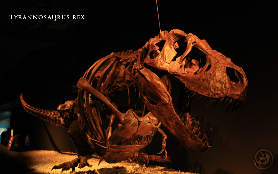 恐竜博　ティラノサウルス