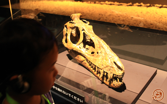 恐竜博　ティラノサウルスの子供の頭