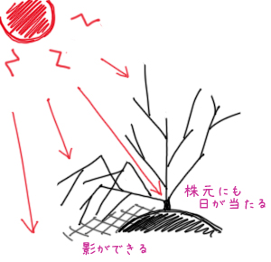 図解：折曲剪定の活用