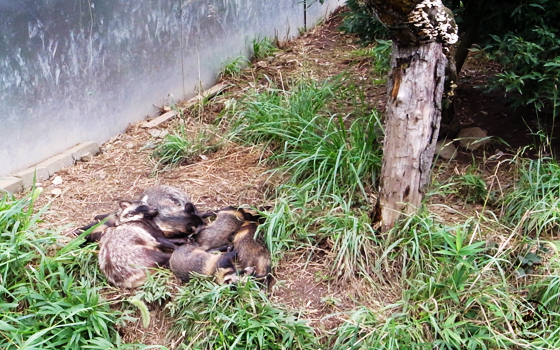 東武動物公園 たぬき