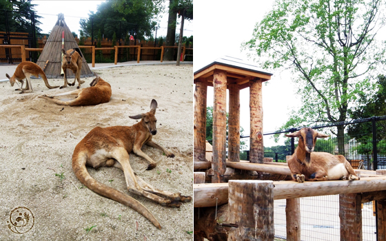東武動物公園 カンガルーとヤギ