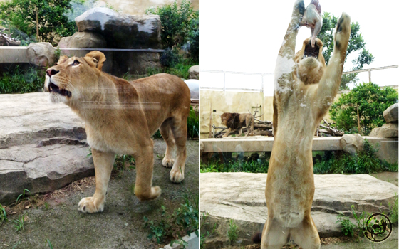 東武動物公園 ライオン