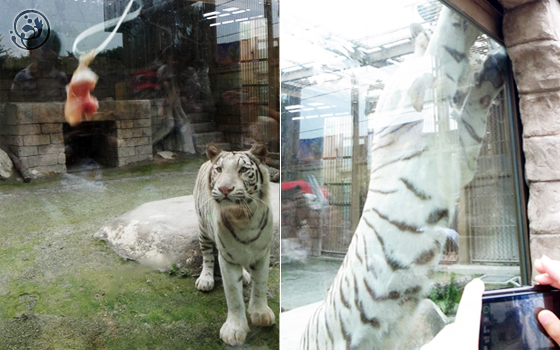 東武動物公園 ホワイトタイガー