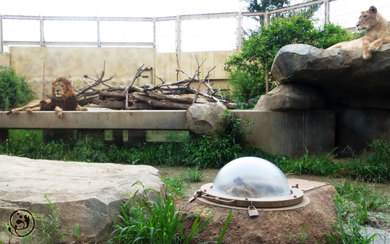 東武動物公園 ライオンとプレーリードック