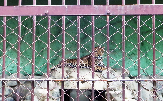 東武動物公園 ヒョウ