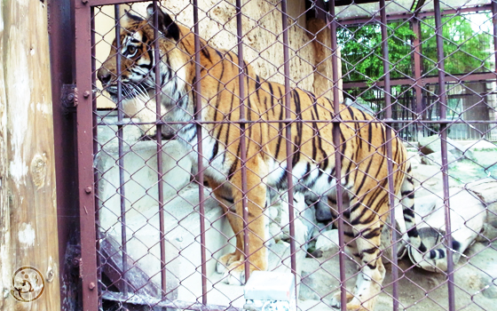 東武動物公園 トラ