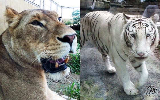東武動物公園 ライオンとホワイトタイガー