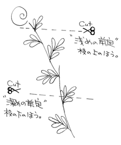 バラの家 日曜バラ塾 - 剪定の基本