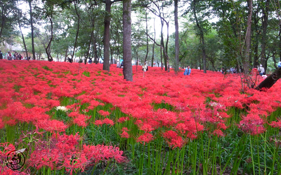 巾着田の曼珠沙華