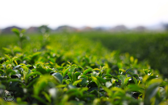 キラキラなお茶の葉