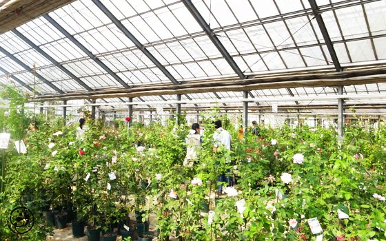 バラの家 日曜バラ塾：10月「切花で花束づくり」