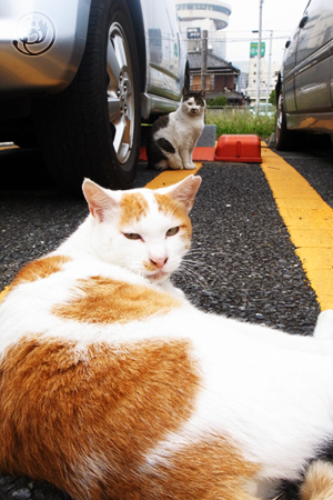 ねこさん。