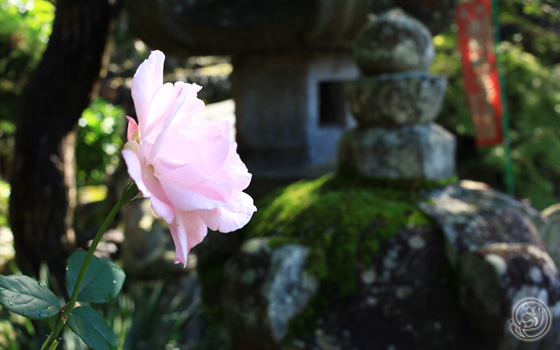 高谷山金昌寺でみつけたバラ