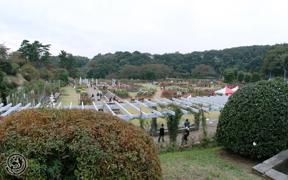 生田緑地ばら苑